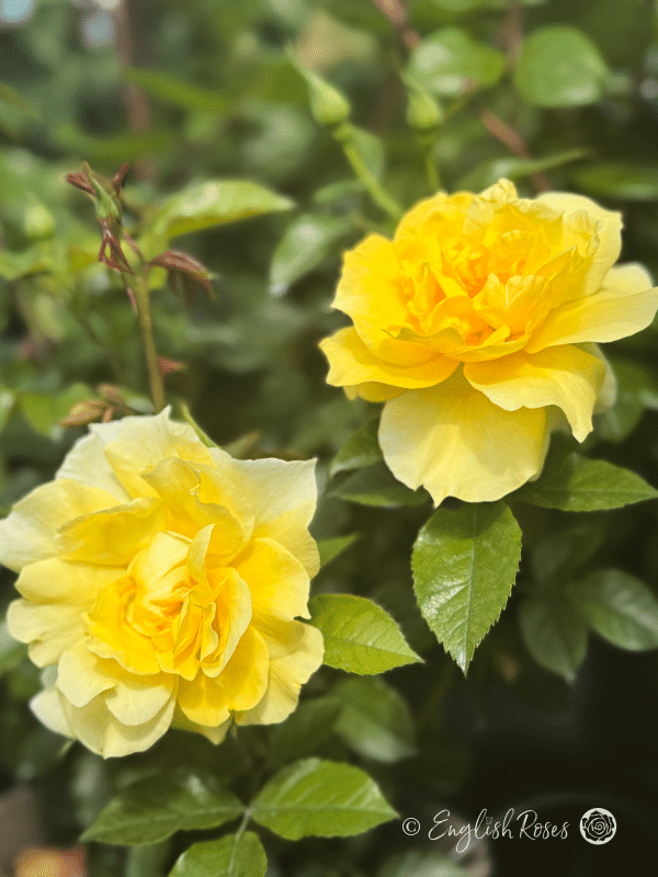 Friends Rose Two Blooms - English Roses Yellow Blooms with green foliage