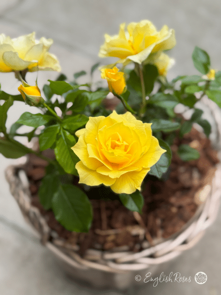 Friends Rose Willow Basket Gift Presentation - Multiple yellow blooms planted in a large willow basket