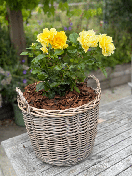 Friends Rose Willow Basket Main Image - Gift planted yellow roses with green foliage