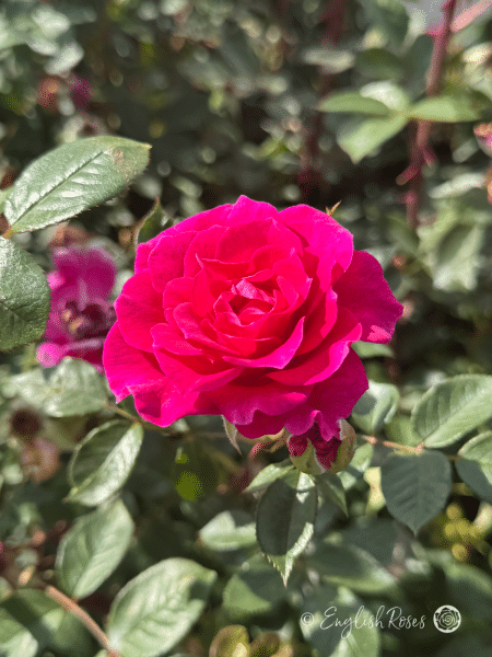 Gloria Rose Close up Pink Bloom - Climbing Rose Flower