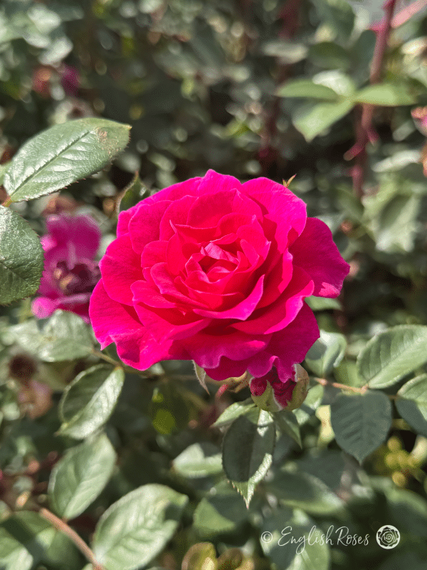 Gloria Rose Close up Pink Bloom - Climbing Rose Flower