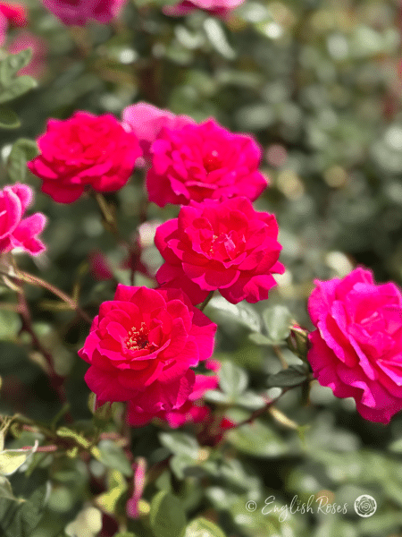 Gloriana Deep Pink Climbing Rose cluster - English Roses Climbing Pink Rose with green foliage