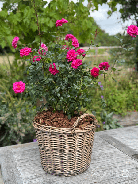 Gloriana Rose Deep Pink Climber in a Large Willow Basket Main Image - Magenta pink climbing rose blooms in a large willow basket