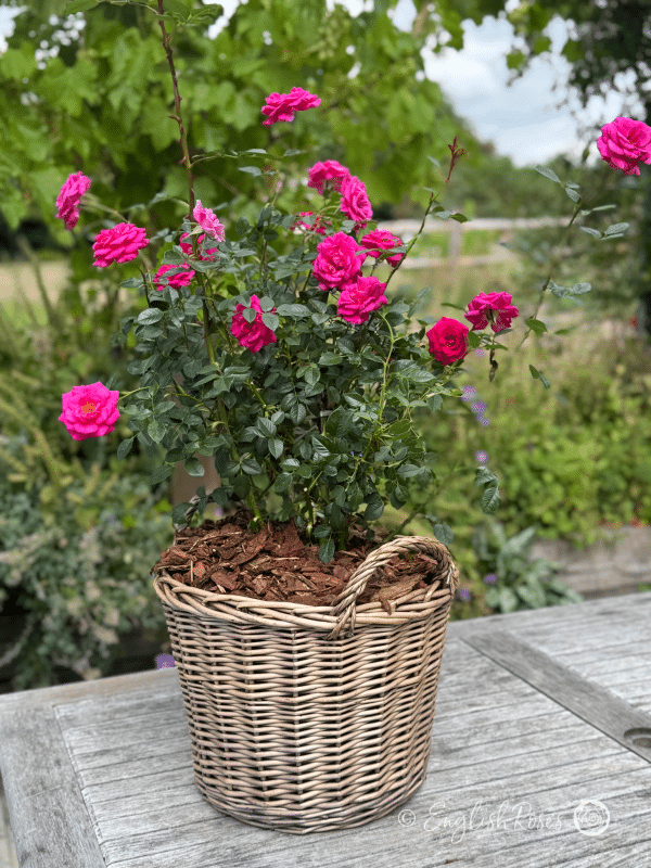 Gloriana Rose Deep Pink Climber in a Large Willow Basket Main Image - Magenta pink climbing rose blooms in a large willow basket