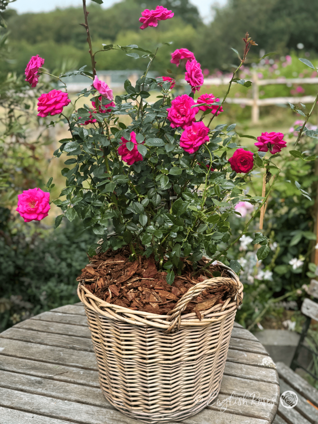 Gloriana Rose Deep Pink Climbing rose in a presentation basket - lots of deep pink blooms