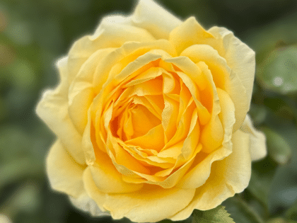 Golden Moment Rose Image
