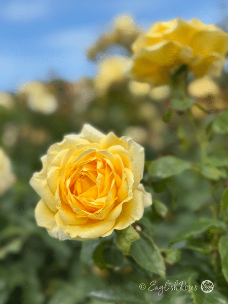 Golden Moment English Roses Sunny Yellow Blooms - Multiple yellow blooms and green foliage