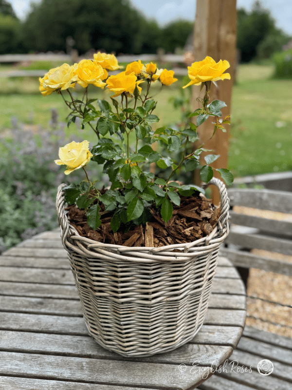 Grandma's Rose Willow Basket Blooms and Buds - Yellow floribunda flowers planted in a patio basket