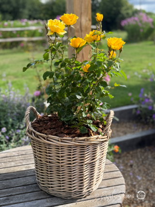 Happy Birthday Brother Gift - English Roses Planted Basket