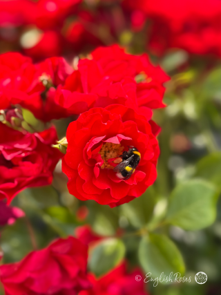 Grandpa's Rose Blooms With Bee Main Image - Bright red floribunda blooms with a bumblebee in the centre