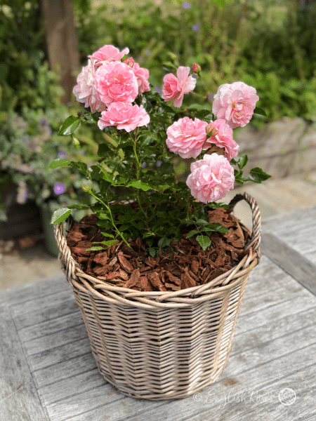 Happy Retirement Rose Willow Basket Main Image - multiple pink blooms with green foliage planted in a patio basket