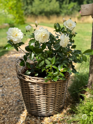 Iceberg Rose Willow Basket Gift - white roses with green foliage in a sunny garden