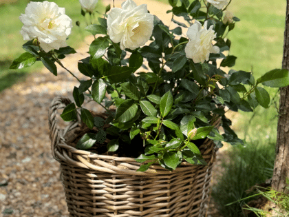 Happy Birthday Gift For My Partner - English Roses Planted Basket Image