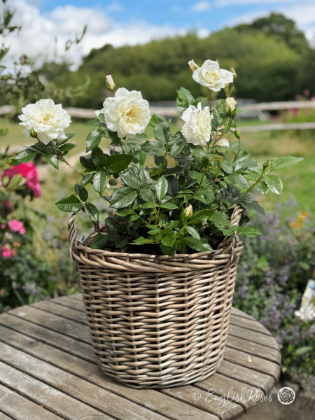 Iceberg Rose Willow Basket Main Image - white floribunda rose flowers planted in a patio basket