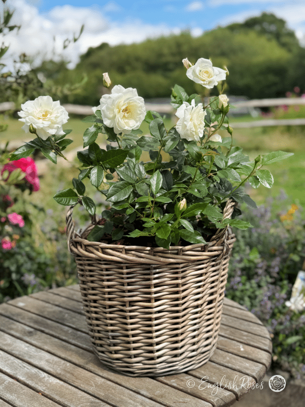 Iceberg Rose Willow Basket Main Image - white floribunda rose flowers planted in a patio basket