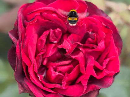 Jubilee Papa Meilland Rose Jubilee Papa Meilland Rose Image