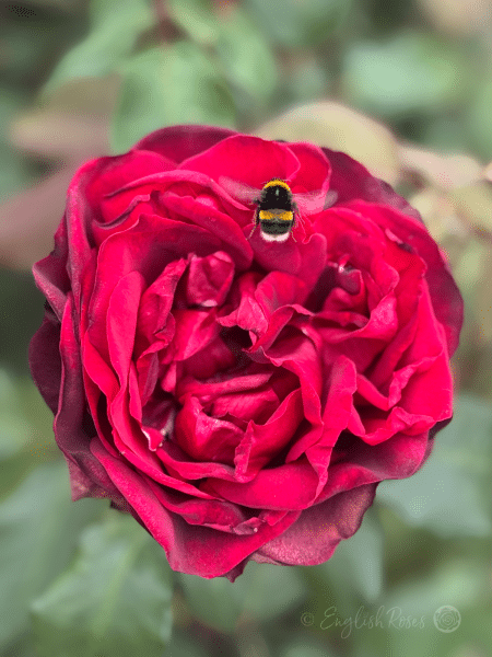 Jubilee Papa Meilland Rose Single Bloom with Bee Main Image - Deep red open bloom
