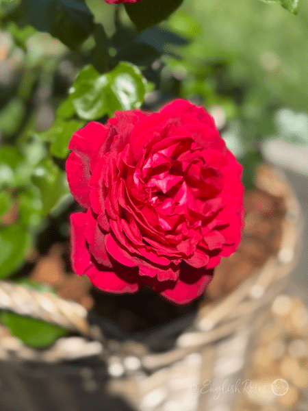 Jubilee Papa Meilland Rose Willow Basket Bloom - deep red rose in basket