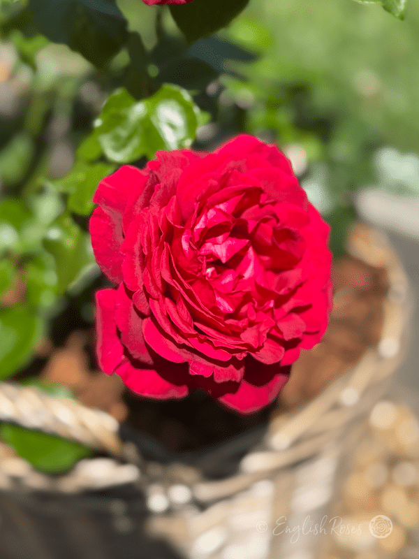 Jubilee Papa Meilland Rose Willow Basket Bloom - deep red rose in basket