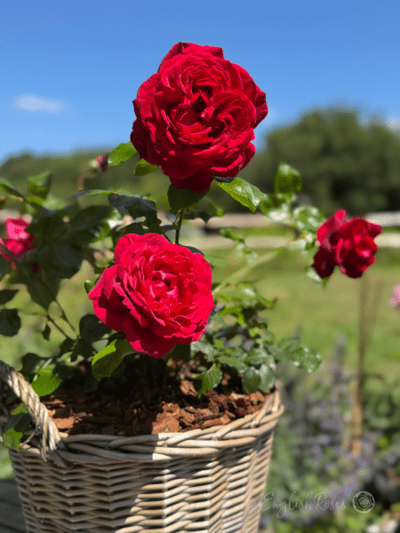 Jubilee Papa Meilland Rose Willow Basket Close Up Blooms - deep red hybrid tea blooms planted in a basket