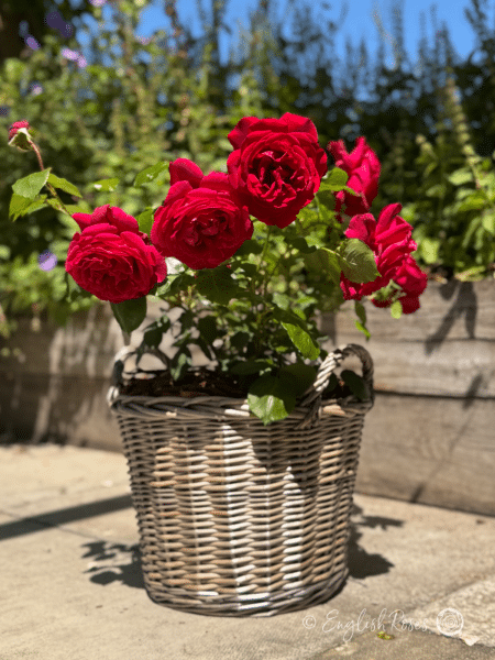 Jubilee Papa Meilland Rose Willow Basket Gift - sunny patio garden with multiple red rose flowers planted in a willow basket