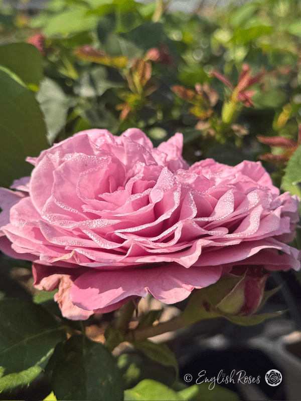Lavender Ice Rose Large Single Bloom - lilac pink purple blooms