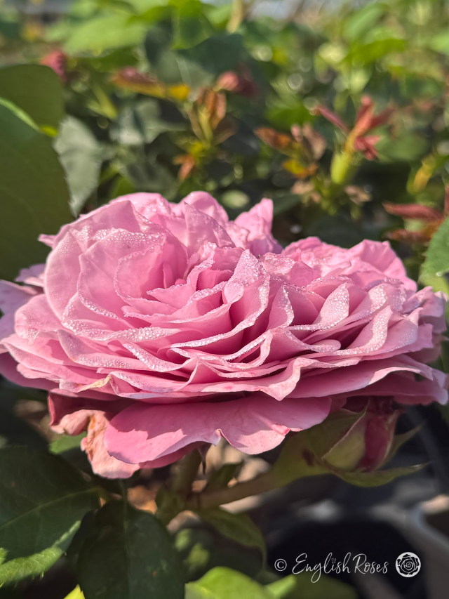 Ice Box Roses Lavender Ice Rose - Lilac Scented Roses - English Roses