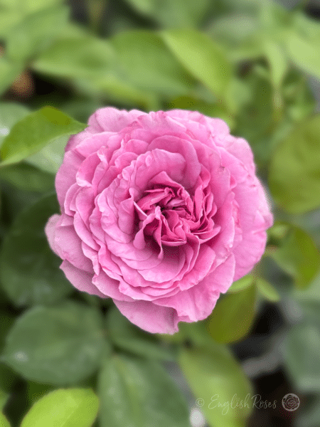 Lavender Ice Rose Single Bloom - lilac pink purple bloom with green foliage