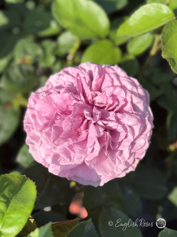 Lavender Ice Rose Single Pink Bloom - lilac pink purple bloom with green foliage