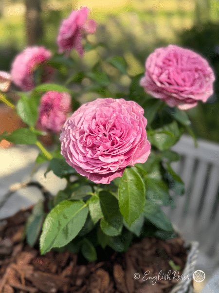 Lavender Ice Rose Willow Basket Close Up - Lilac Pink Purple Floribunda blooms planted in a willow basket.