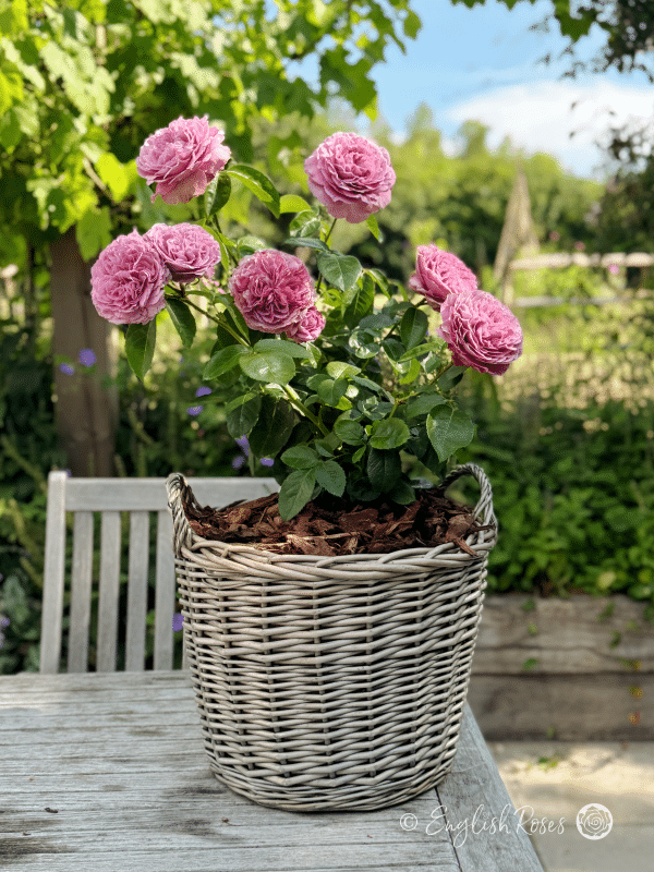 Lavender Ice Rose Willow Basket Main Image - English Roses Lilac pink purple blooms gift planted in a patio basket.