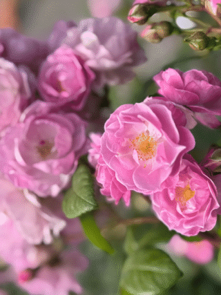 Lilac Bouquet Climbing rose blooms Main Image - lilac pink purple blooms
