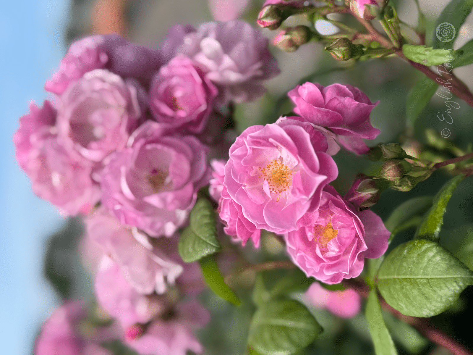 Lilac Bouquet Climbing rose blooms Main Image - lilac pink purple blooms