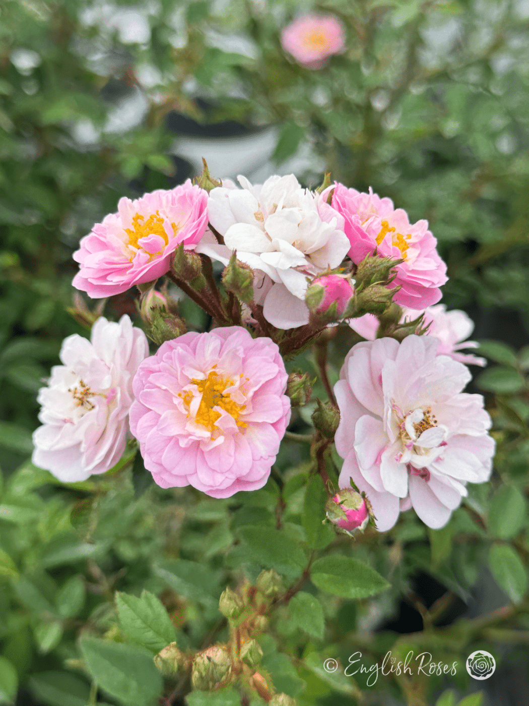 Little Rambler Rose Blooms and Buds Main Image - pink white small flowers with green rambling foliage