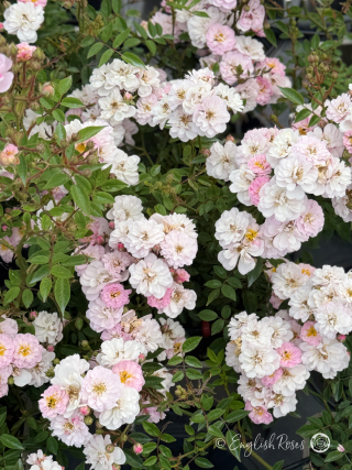 Little Rambler Rose Multiple Blooms - an abundance of small white and pink flowers with green rambling foliage.
