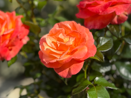 Nan Remembrance Gift Image