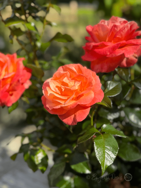 Mamma Mia Rose Three Blooms - Orange red hybrid tea flowers