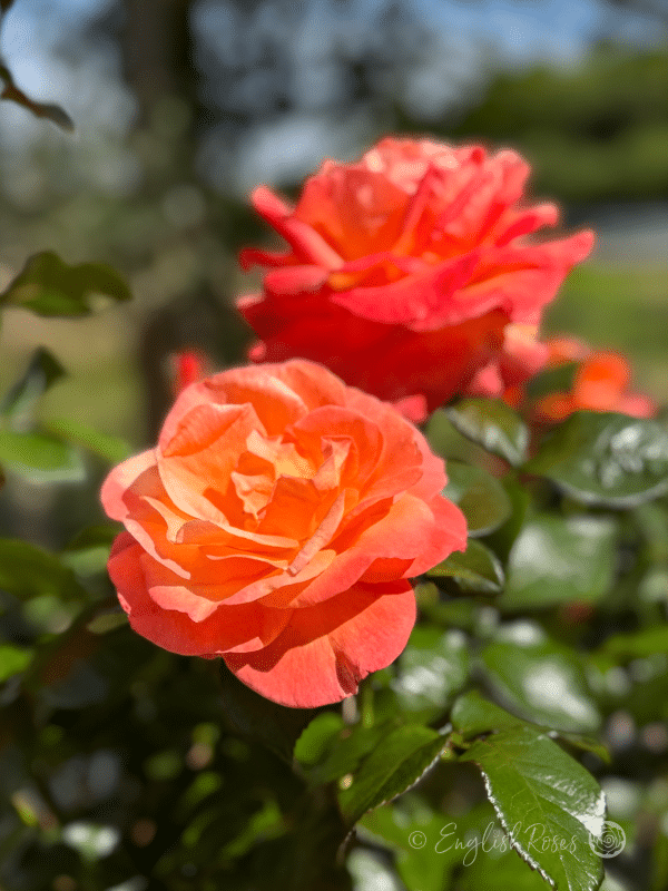 Mamma Mia Rose Two Blooms - close up of two large orange red hybrid tea blooms