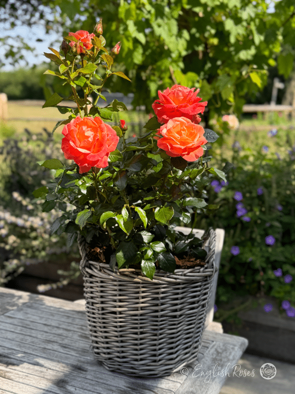 Mamma Mia Rose Willow Basket Arrangement - Large orange red roses with green foliage in a gift planted basket
