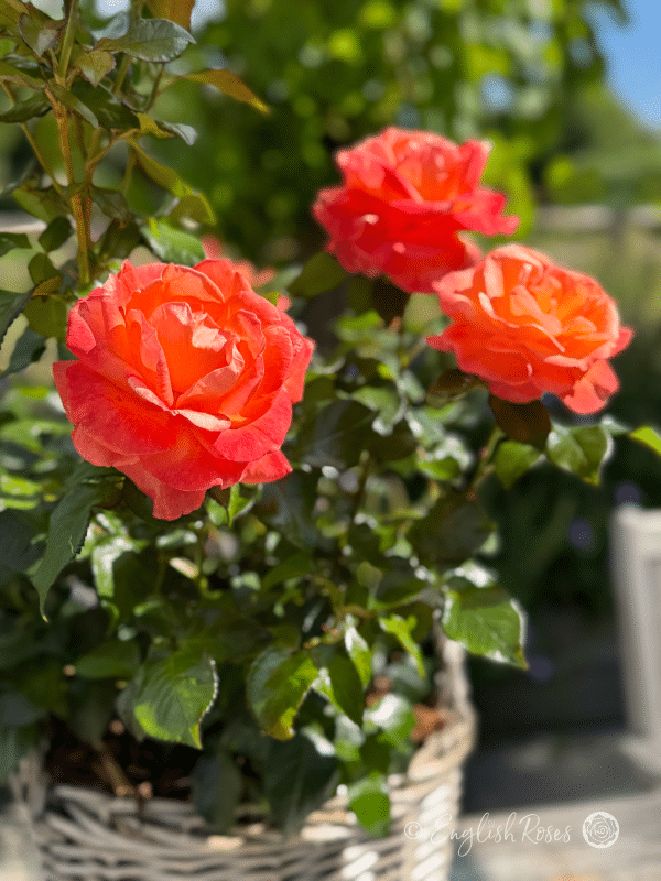 Mamma Mia Rose Willow Basket Close Up - Close up of three orange red large roses