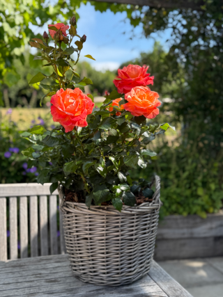 Happy Birthday Mum Gift - English Roses Planted Basket