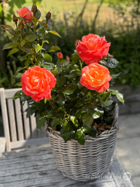 Mamma Mia Rose Willow Basket Main Image - Deep orange red hybrid tea flowers with green leaves in a planted patio basket.