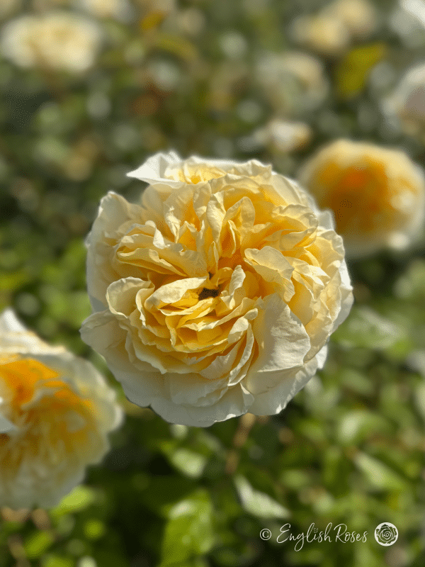 My Girl Rose Single Bloom - close up of a cream flower in a sunny field.