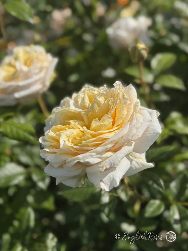 My Girl Rose Single Bloom Main Image - cream coloured hybrid tea rose with green foliage