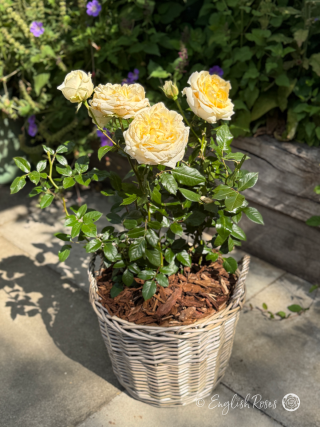 My Girl Rose Willow Basket Main Image - large hybrid tea blooms with green foliage planted in a patio basket.