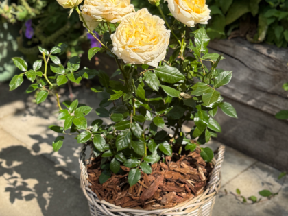 Scented Birthday Rose Gift Planted In Large Willow Basket Scented Birthday Rose Gift Planted In Large Willow Basket Image