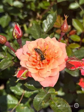 Nice Day Rose