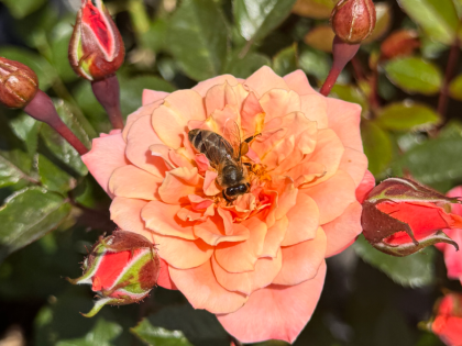 Nice Day Rose Image