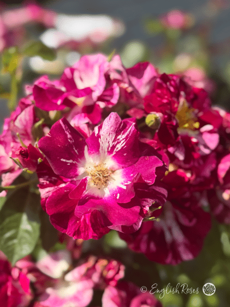 Oh Wow Rose Multiple Blooms With Buds - Purple white open climbing rose blooms