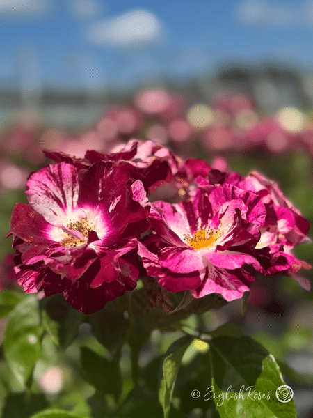 Oh Wow Rose Multiple Blooms and Foliage - Purple and white striped climbing rose with sunny sky